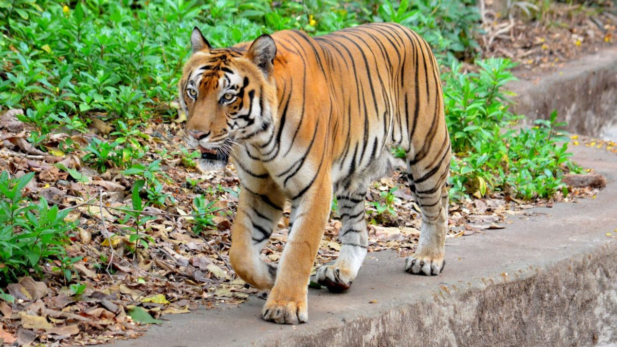 The tiger is a representative of a specimen for the collection of environmental DNA, or eDNA.