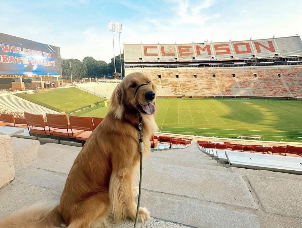 Every year, Clemson students train service dogs that will eventually be given to those in need.