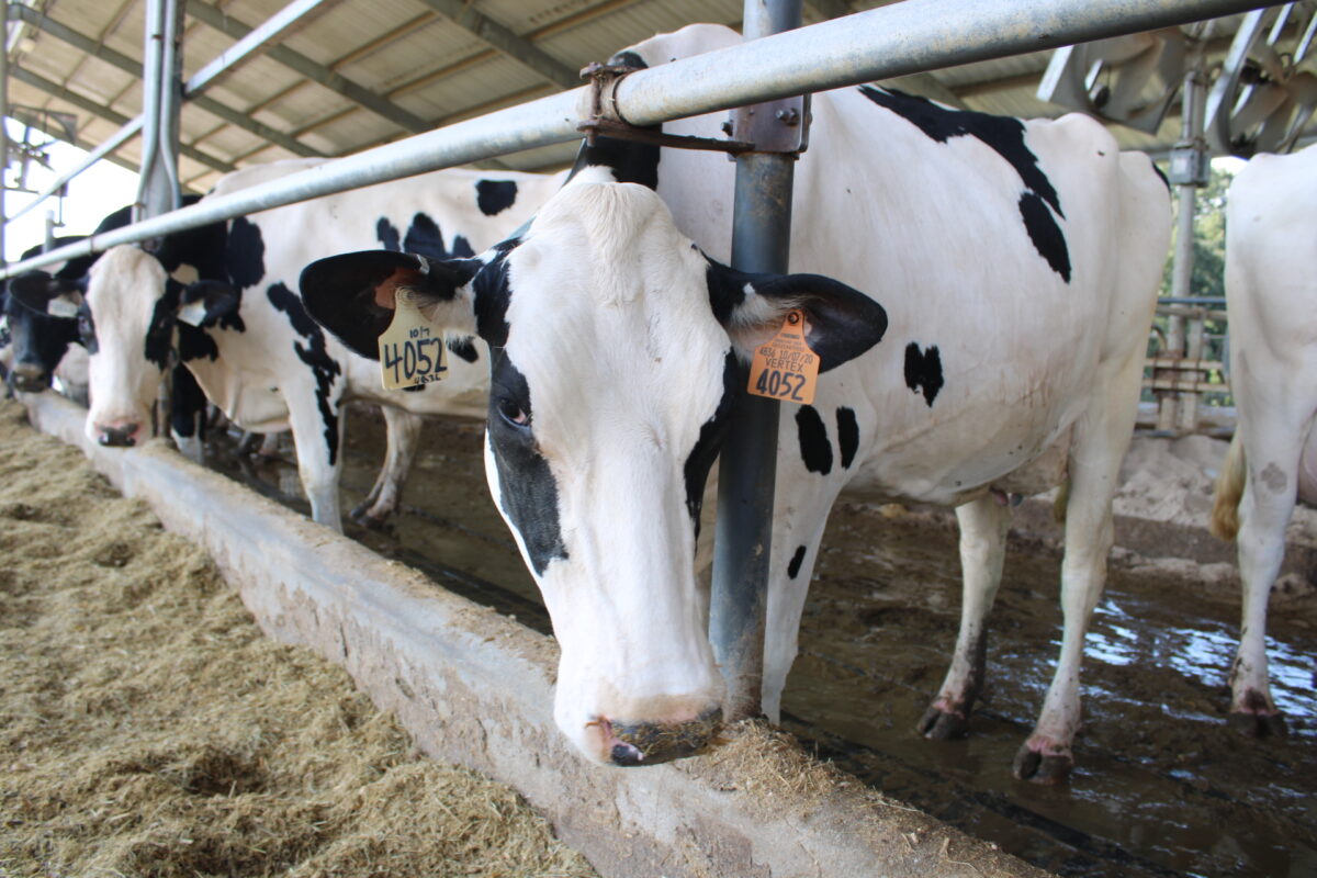 Some cows at Lamaster are also studied closely in order for researchers to learn more about their stomachs microbiome, which sets them apart from other animals.