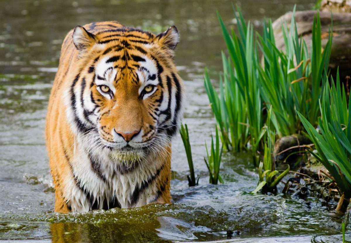 Clemson+University+has+teamed+up+with+several+other+schools+to+form+the+U.S.+Tiger+Consortium+to+help+preserve+the+wild+tiger+population.+Over+the+last+century%2C+the+world%26%238217%3Bs+tiger+population+has+fallen+by+about+95+percent+according+to+the+World+Wildlife+Fund+%28WWF%29.