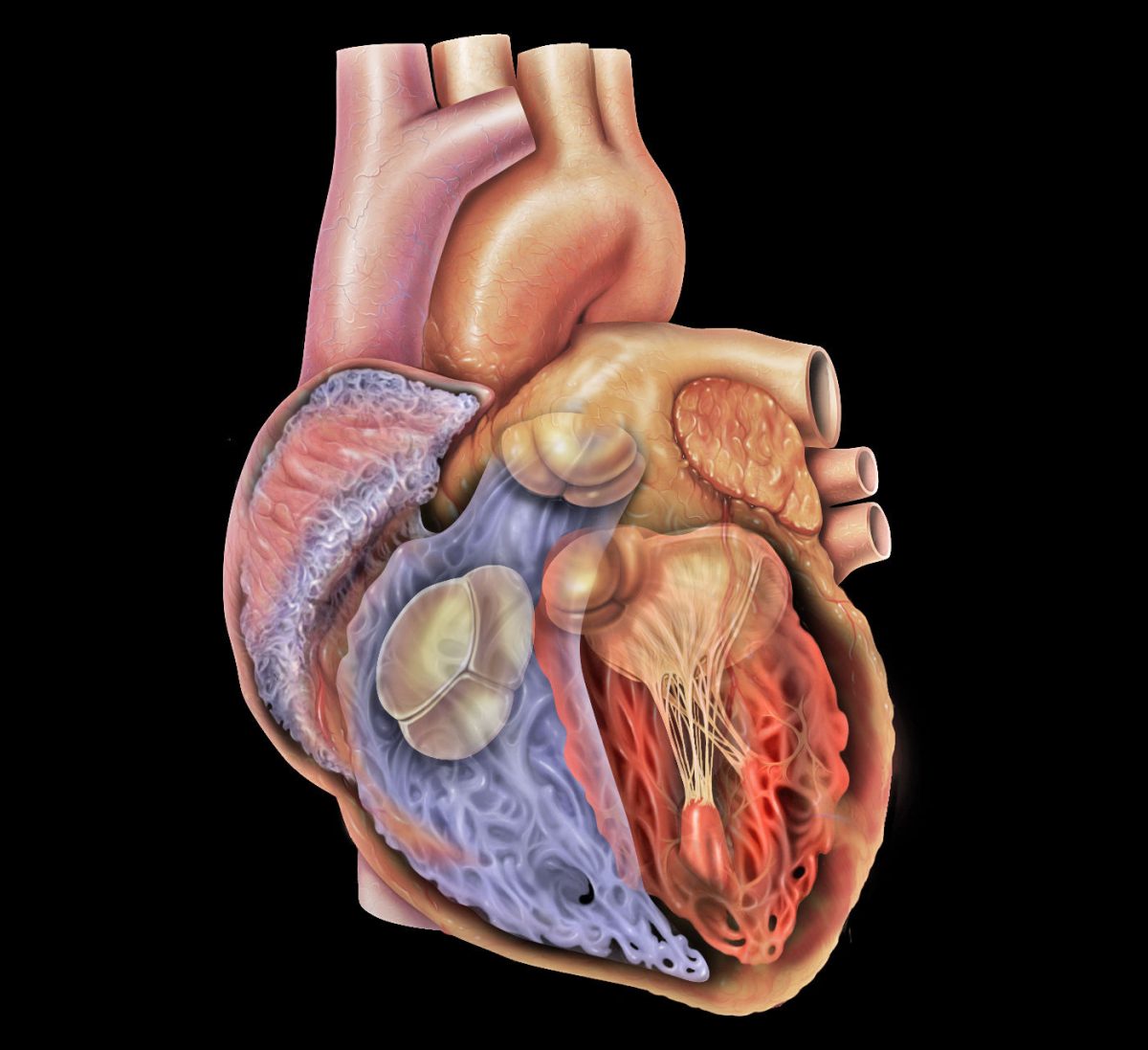 Tigra Scientifica: Tick Tock- Circadian Rhythm's Role During Open Heart Surgery