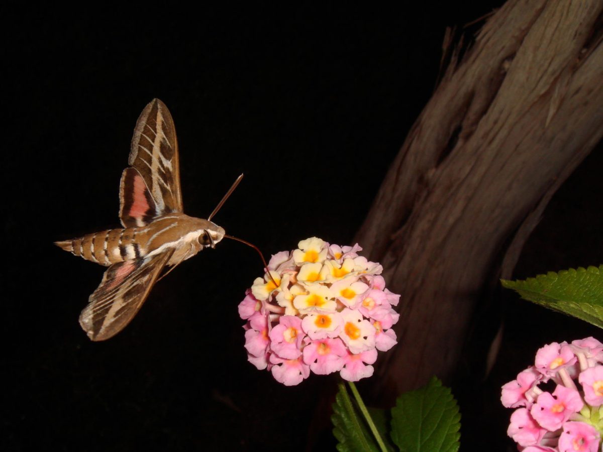 Tigra+Scientifica%3A+Which+Came+First%3A+the+Moth+or+the+Flower%3F