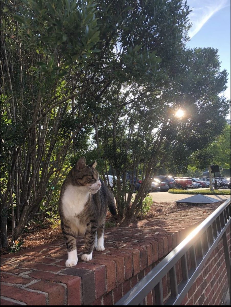 Martin the cat sunbathes next to Martin Hall where he can usually be found hanging out.&#160;