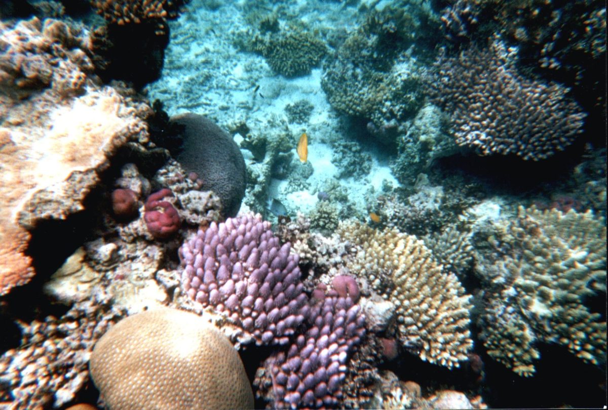 Coral reefs