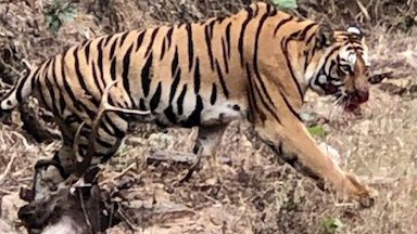 &#160;A wild Indian tiger walks away from a meal.