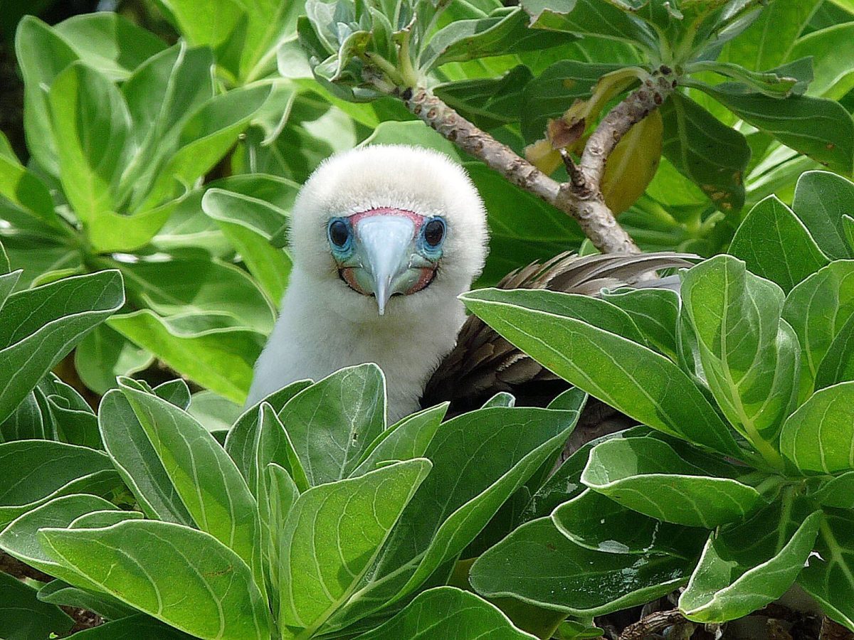 <p>A red-footed booby peaks out from the bushes. </p>