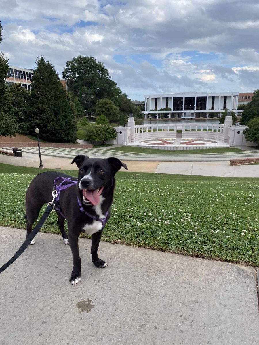 Willow enjoying the amphitheater at Clemson