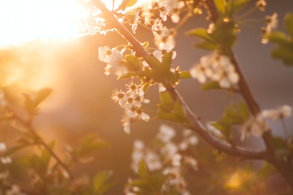 Spring flowers in bloom.&#160;