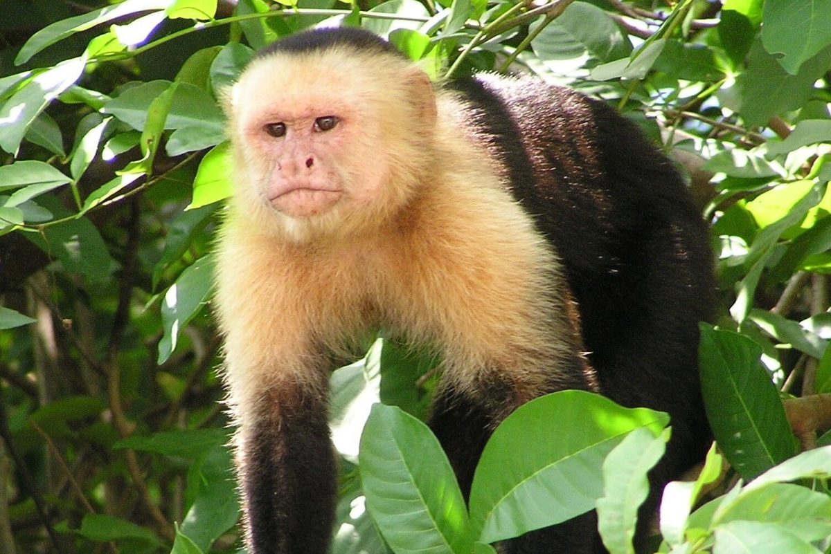 Capuchin Monkey