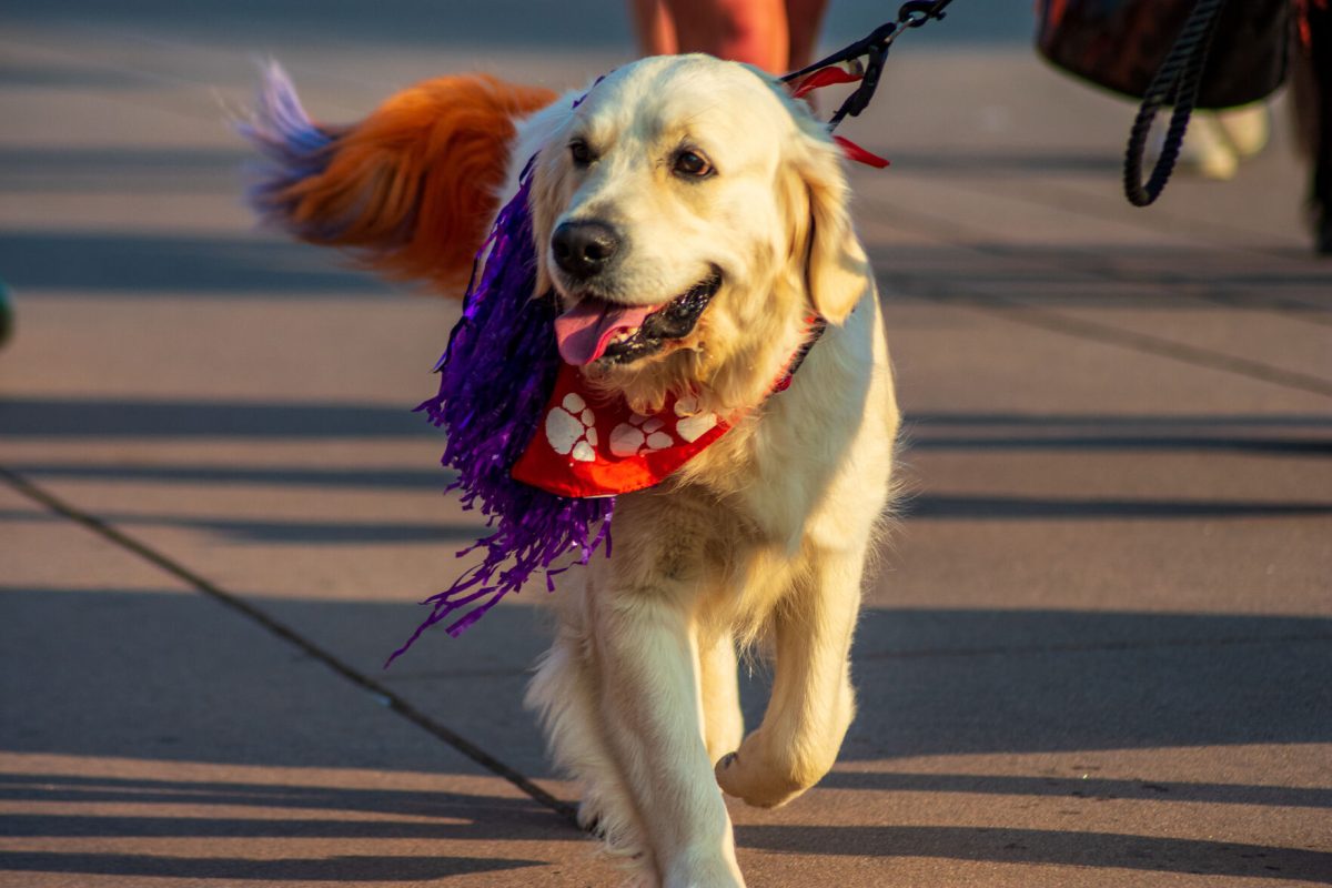 A few four-legged friends joined the parade, supporting Clemson before tomorrow's game against South Carolina State.