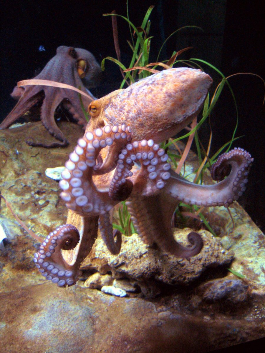 The movements of octopi were an inspiration for these prosthetics.