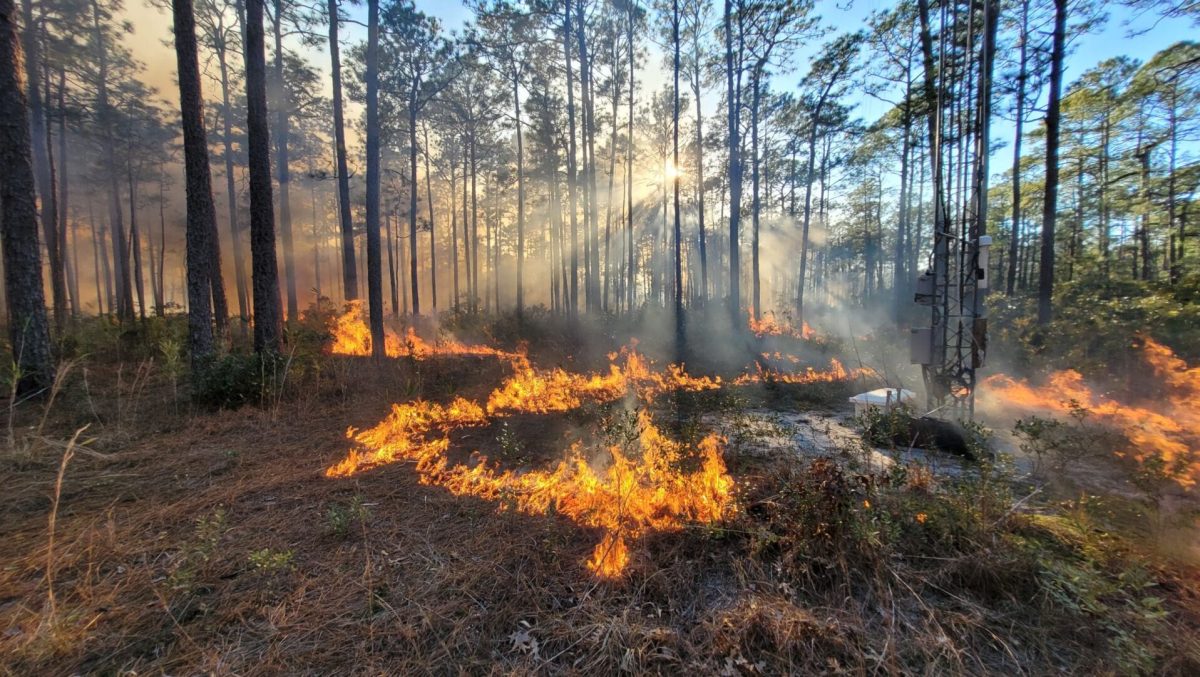 A prescribed burn in Hobcaw Barony, Clemson's Institute of Coastal Ecology and Forest Science in Georgetown, South Carolina.