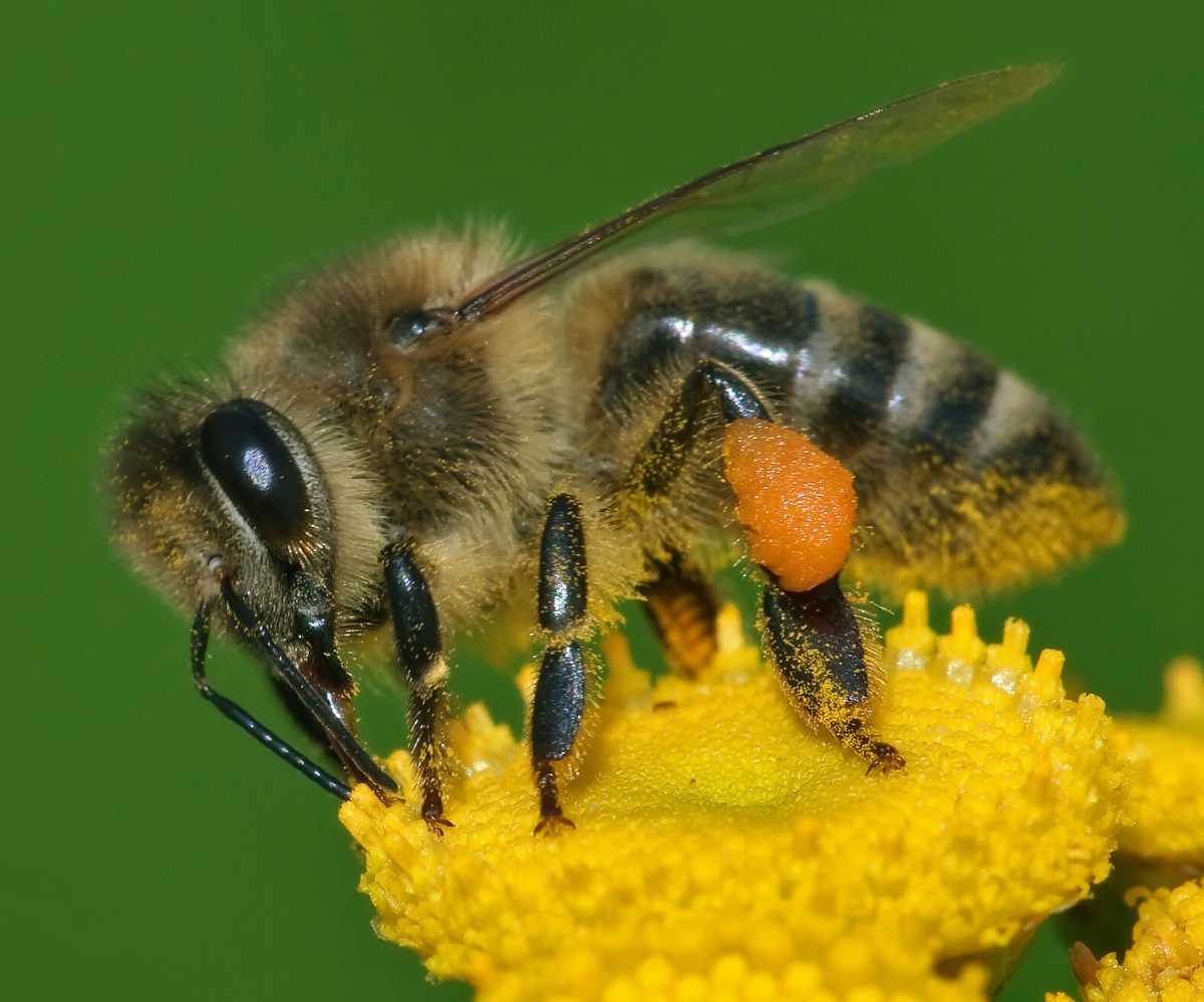 These honeybees are being threatened by pesticides and toxic chemicals.