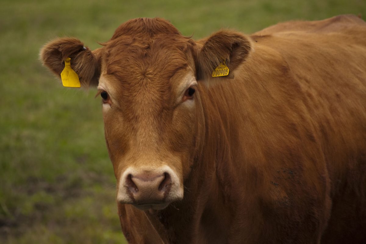 Cows can be toilet-trained to reduce methane emissions.