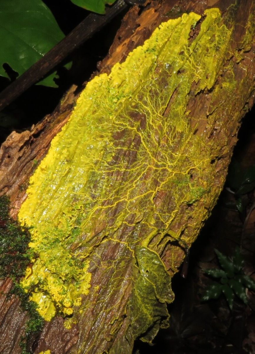 Slime+molds+can+be+found+on+rotten+logs%2C+trees%2C+or+rocks.