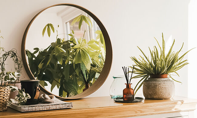 Keep Houseplants Thriving During Vacation