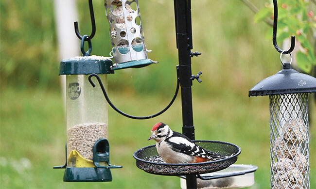 Bird Seed Basics