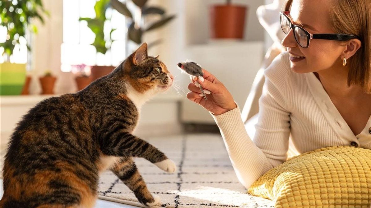 Pet expert reveals dos and donts of playing with cats