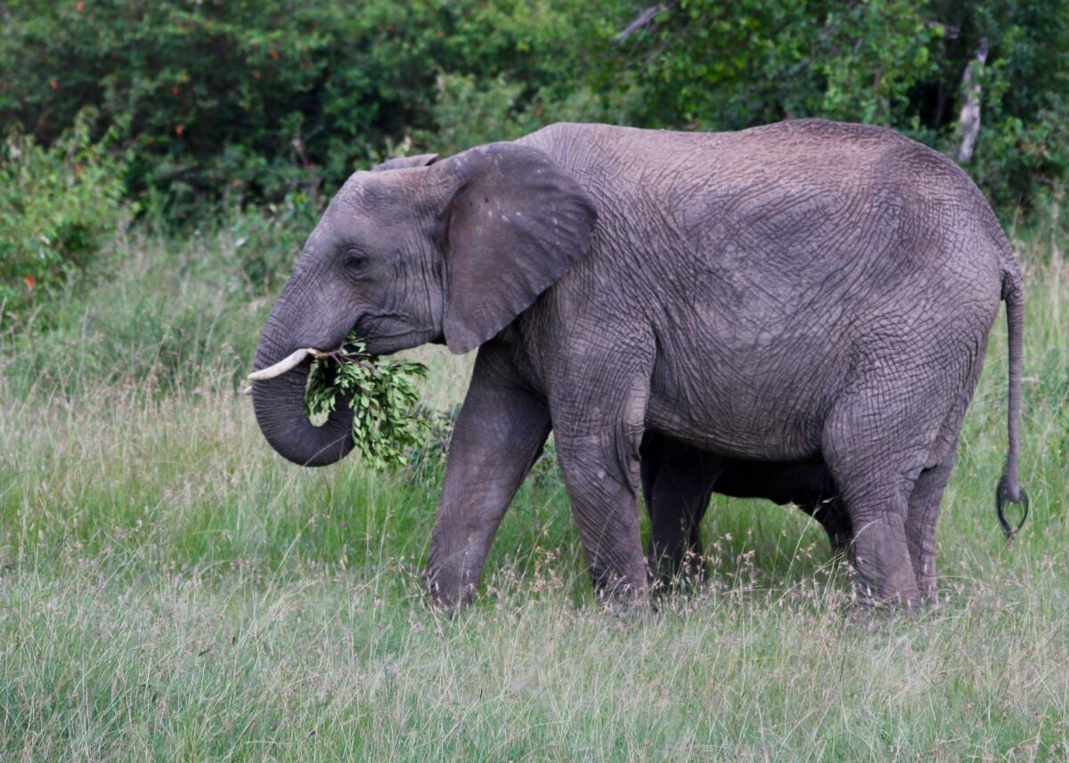 It is predicted that extinction of African forest elephants would directly limit the ability of the African rainforests to store atmospheric carbon by 6-9%