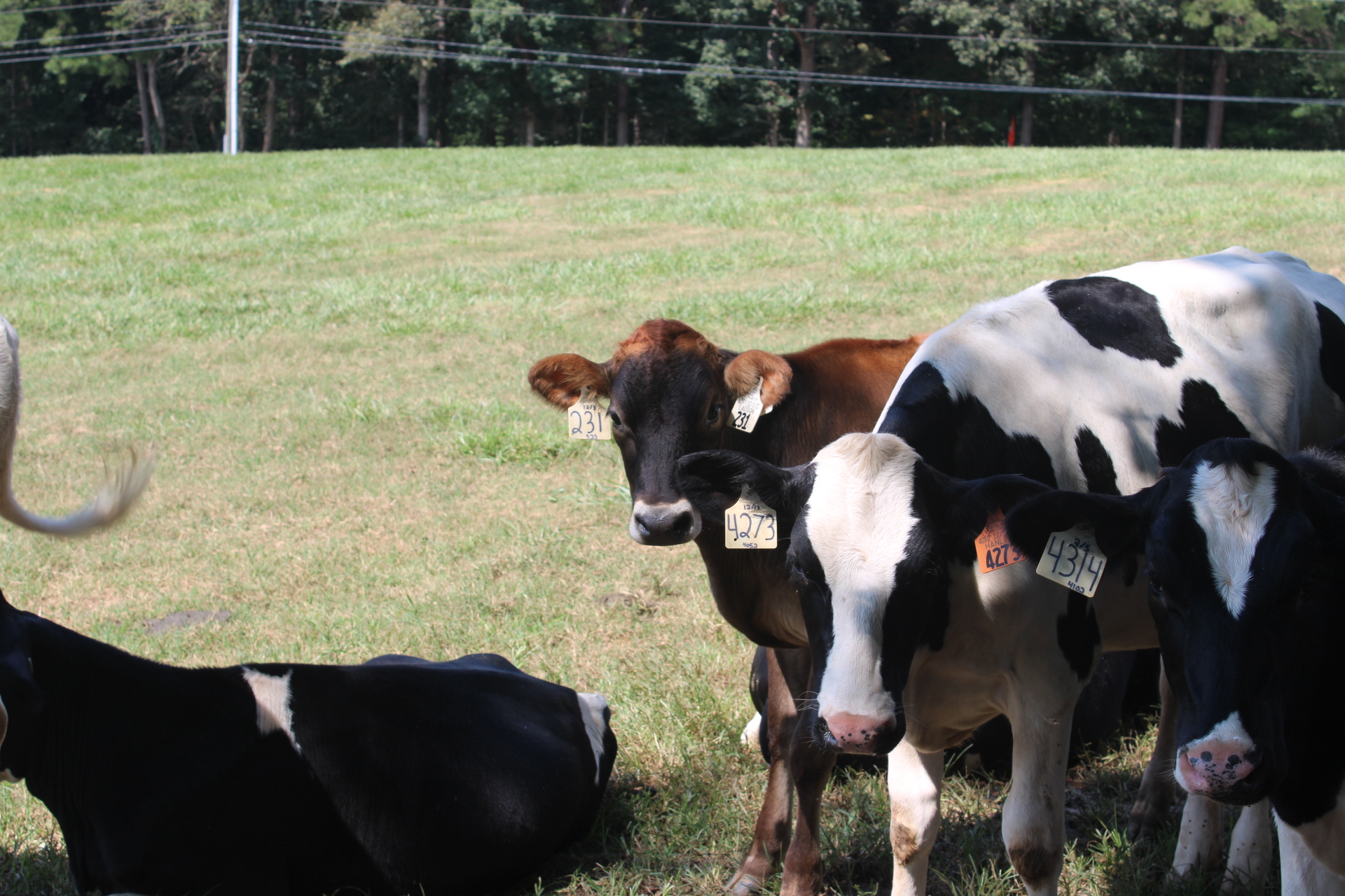 Student worker channels love of animals into Clemson