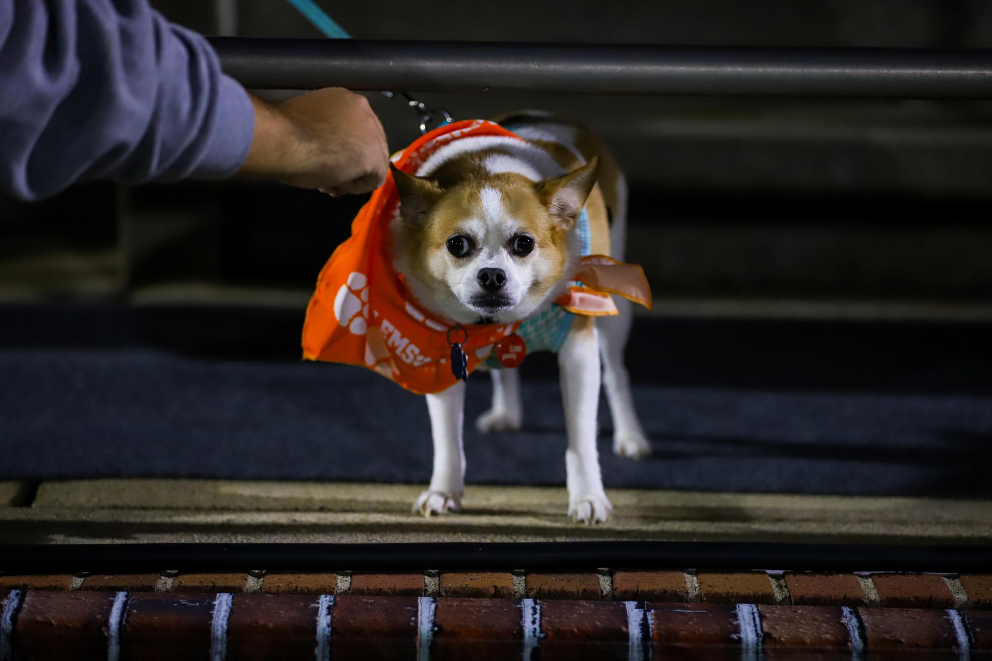 Pups on the pitch: No. 8 women's soccer shuts out Louisville