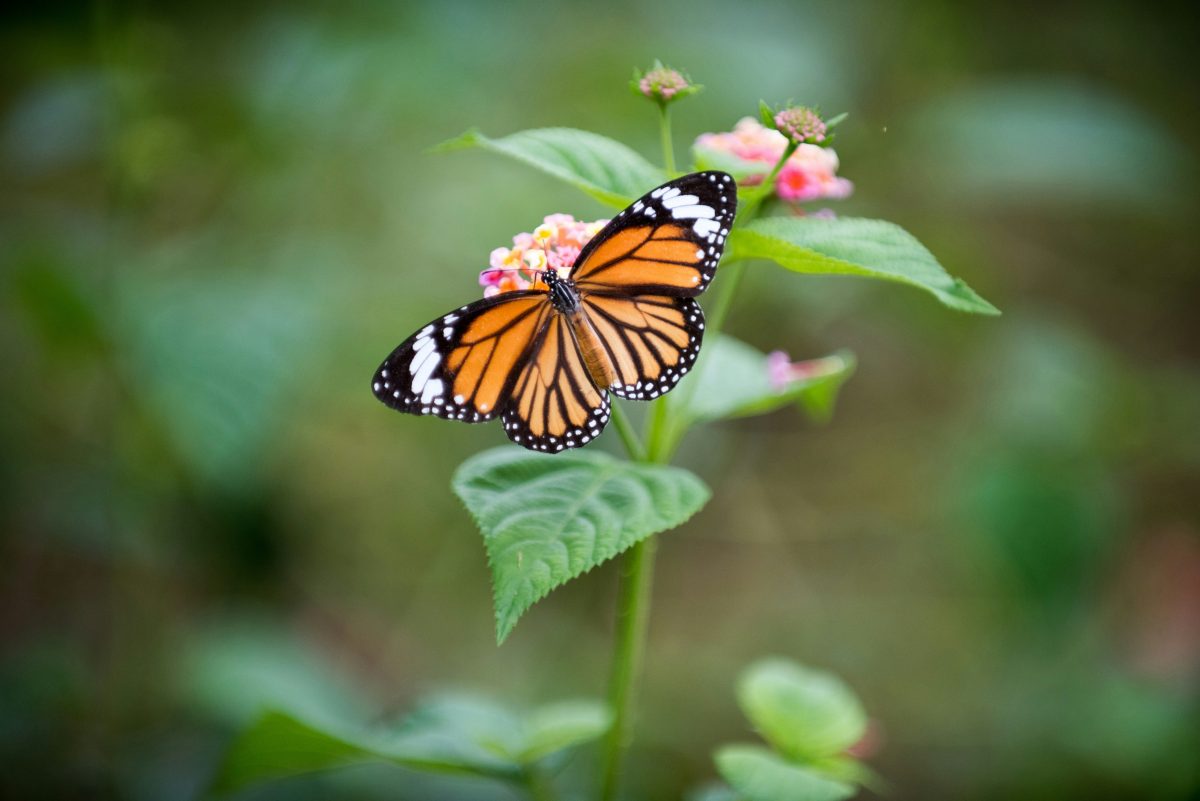 Monarch butterflies are one of many species on the list of South Carolina endangered species.