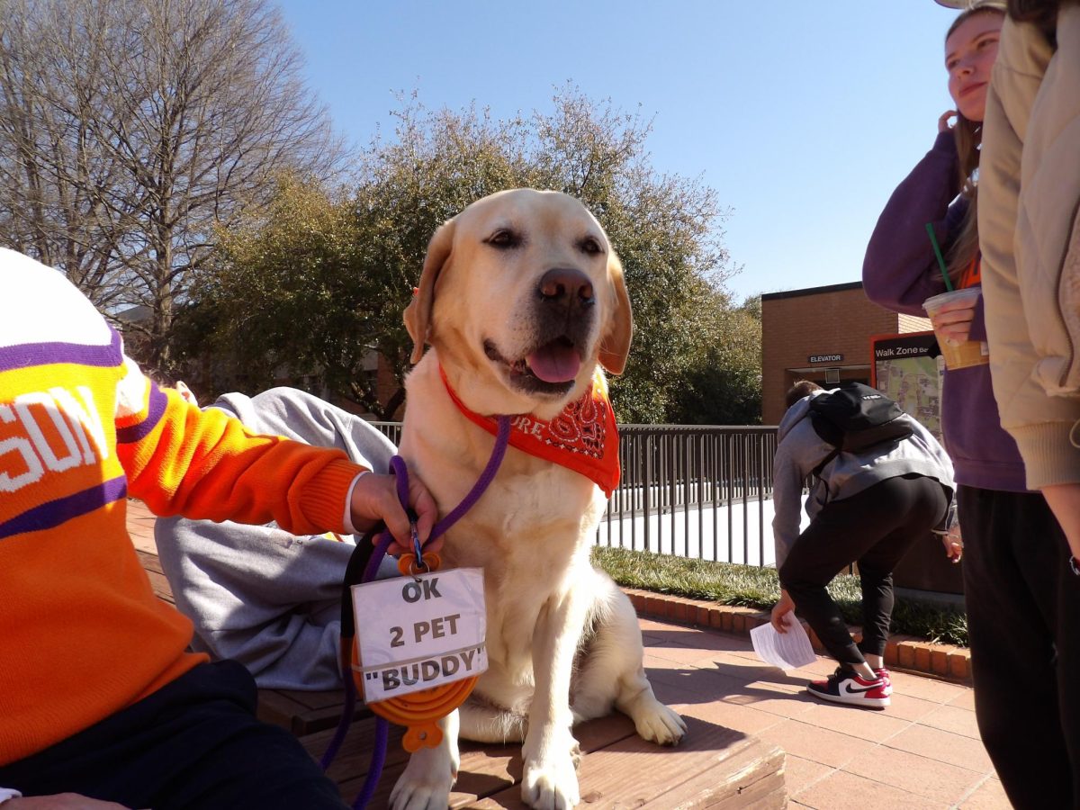 Buddy's "OK 2 Pet" sign is intended to help get him the maximum number of pets possible.